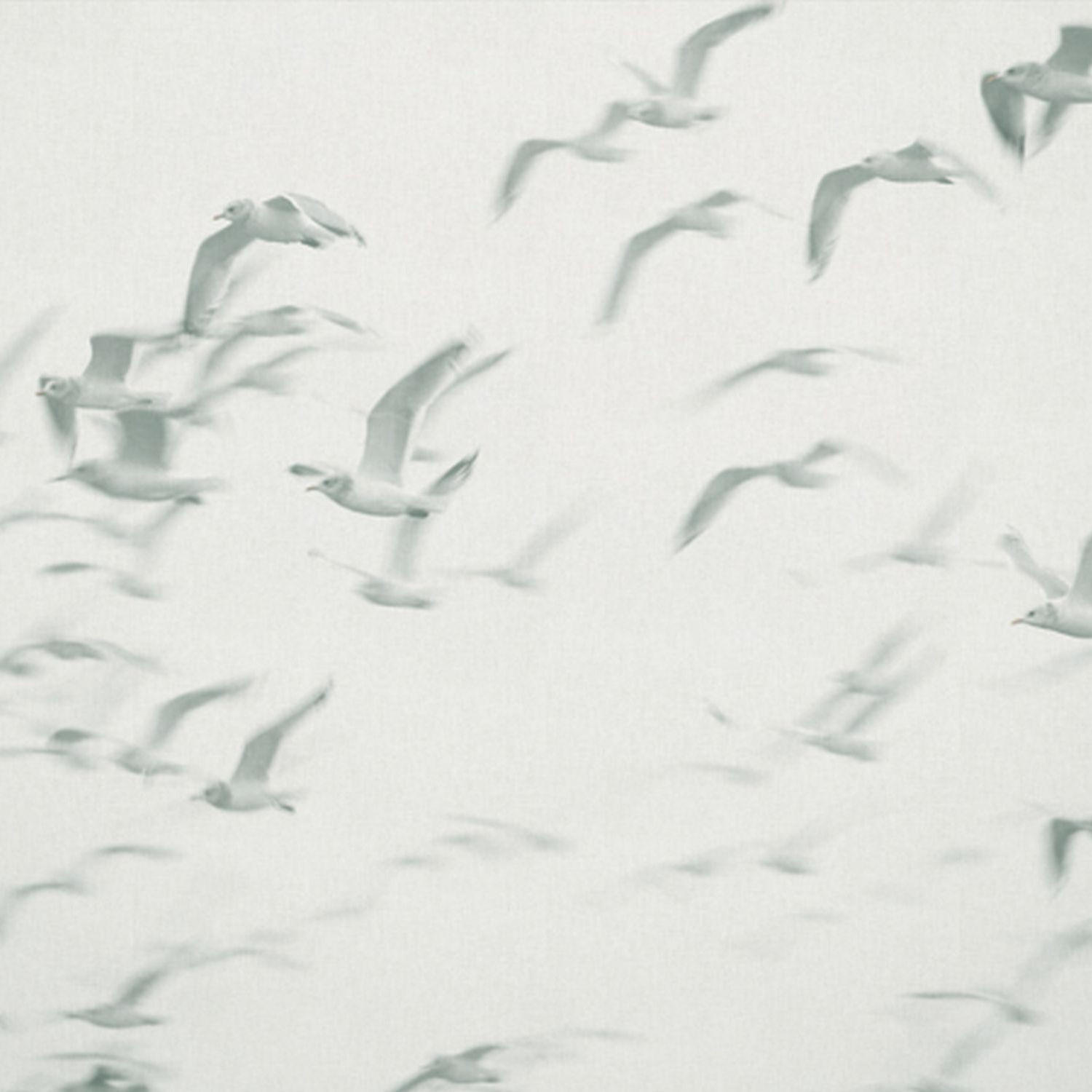 FOTOTAPETE Vögel 424 x 280 cm - Grau, Papier (424/280cm) - Sanders & Sanders