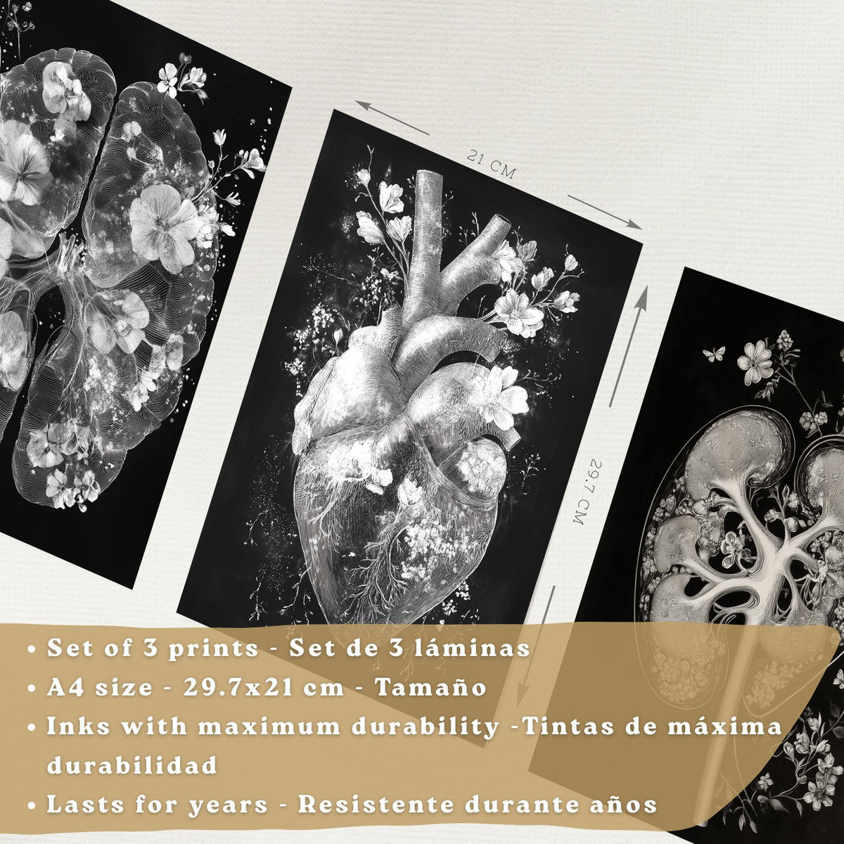 POSTER Set aus 3 Anatomie Drucke und Wandbilder mit Inneren Organen Gehirn Herz Nieren Minimalistisches Schwarz Weiß Design Größe Weißer Rahmen A4 - Weiß, Papier (21/29.7/3cm) - Nacnic