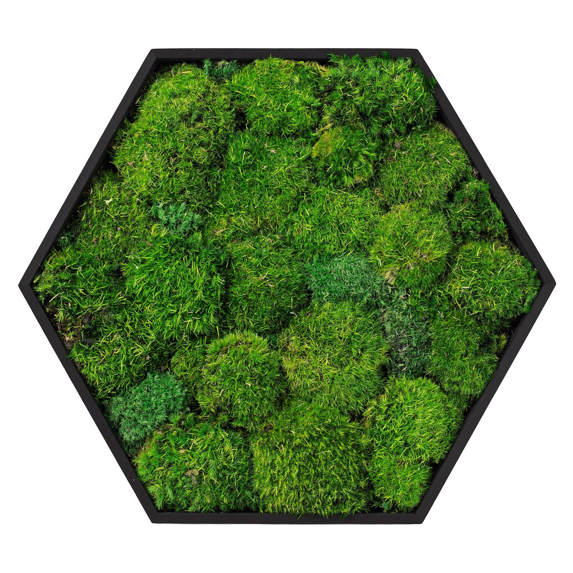 ECD-Germany Moosbild Grün 38x34x3.4 cm