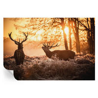FOTOTAPETE 152x104 cm - Rehe am Morgen - Schwarz, Textil (152/104cm) - Wallfluent