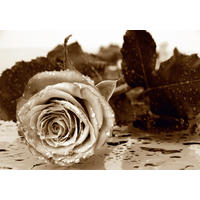 FOTOTAPETE Blumen 360 x 254 cm - Beige, Papier (360/254cm) - Sanders & Sanders