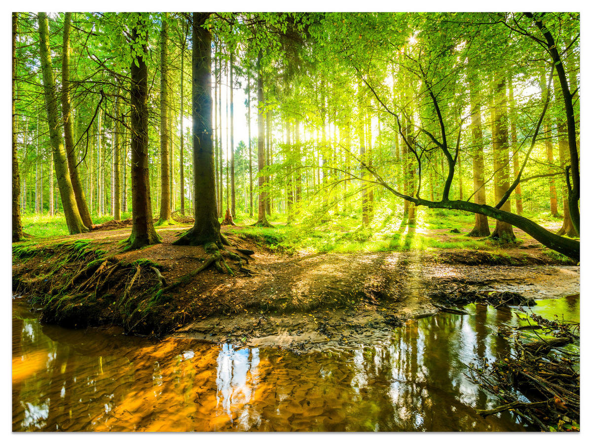 FOTOTAPETE für Wohnzimmer Waldlandschaft Bäume Blätter Frühling Grün 200x140 - Gelb/Orange, Papier (200/140cm) - Muralo