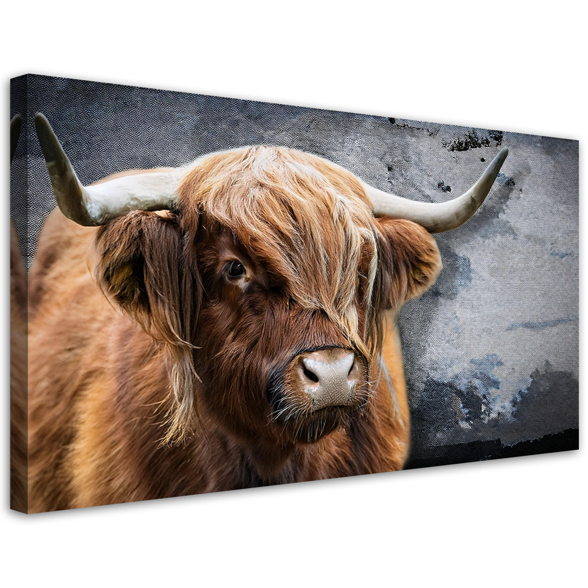 LEINWANDBILD Schottische Kuh Tier Natur 120x60cm - Braun, Textil (120/60cm) - Feeby