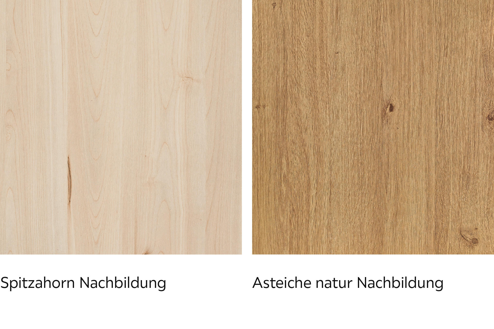 Spitzahorn und Asteiche