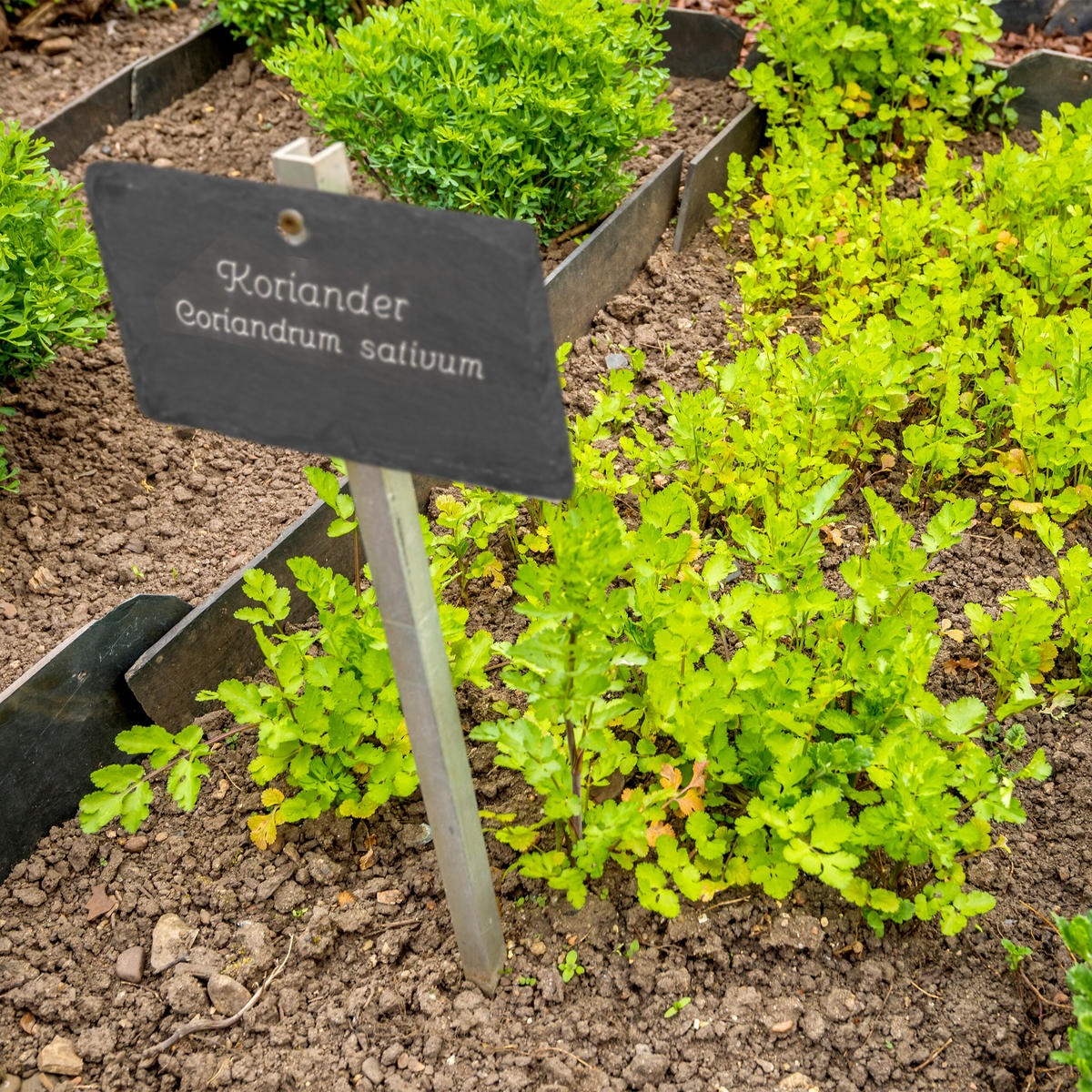 10XSCHIEFER-PFLANZENSCHILDER - Anthrazit, Stein (10/7/0.5cm) - Relaxdays