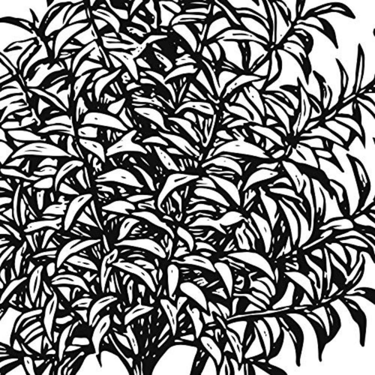 POSTER Set mit 4 Blättern der Bäume Obstbäume in weiß 30x30 cm Rahmenlos - Klar, Papier (30/3cm) - Nacnic