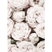 BILD 20x30 cm Blumen Rosen Weiß Rosé - Beige, Holzwerkstoff (20/30/2cm) - artissimo