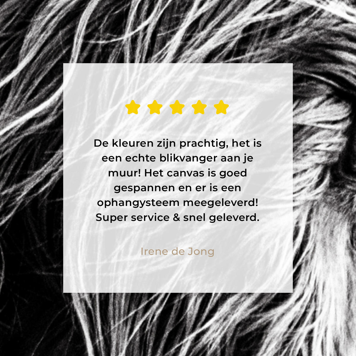 OBRAZ NA PLÁTNĚ Kráva - Skotský horal - Černá - Bílá - Zvíře - Příroda - Divoká zvěř 80x120 cm - černá, textil (80/120cm) - MuchoWow