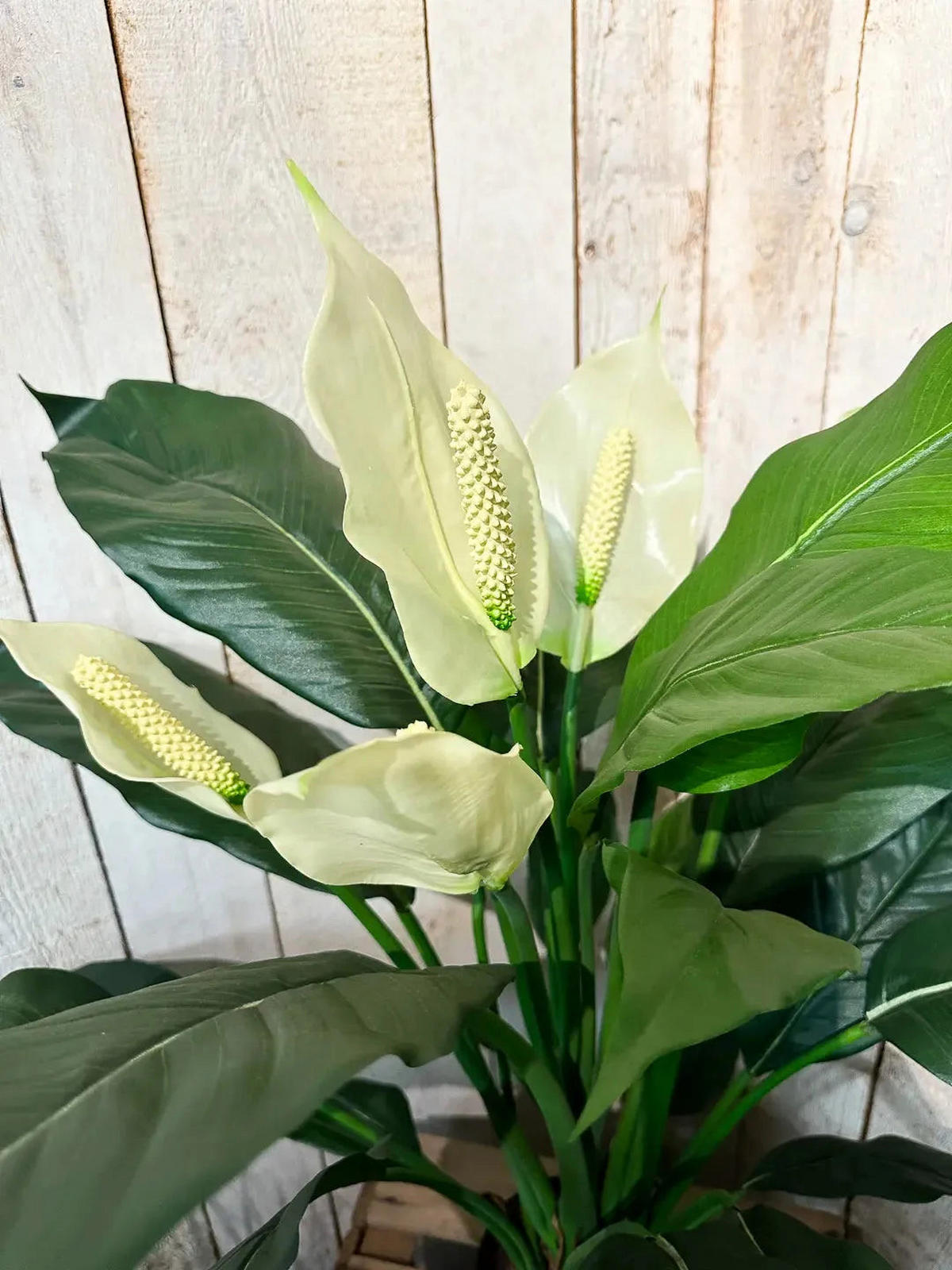 KUNSTBAUM Künstliche Spathiphyllum - Big-Luna 73 cm - Grün, Kunststoff (73cm) - aplanta