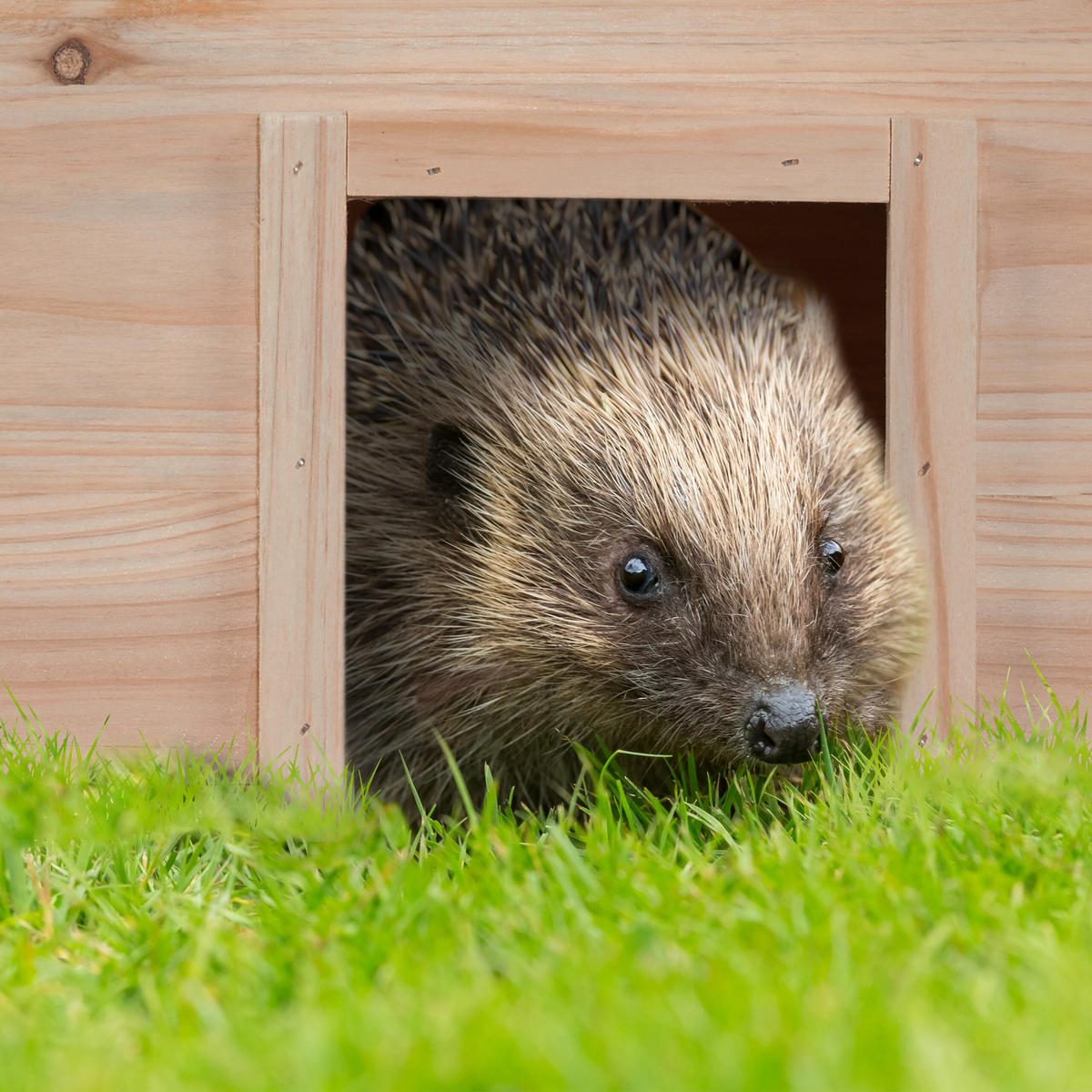 IGELHAUS - Hellbraun, Holz/Kunststoff (40/21.5/40cm) - Relaxdays