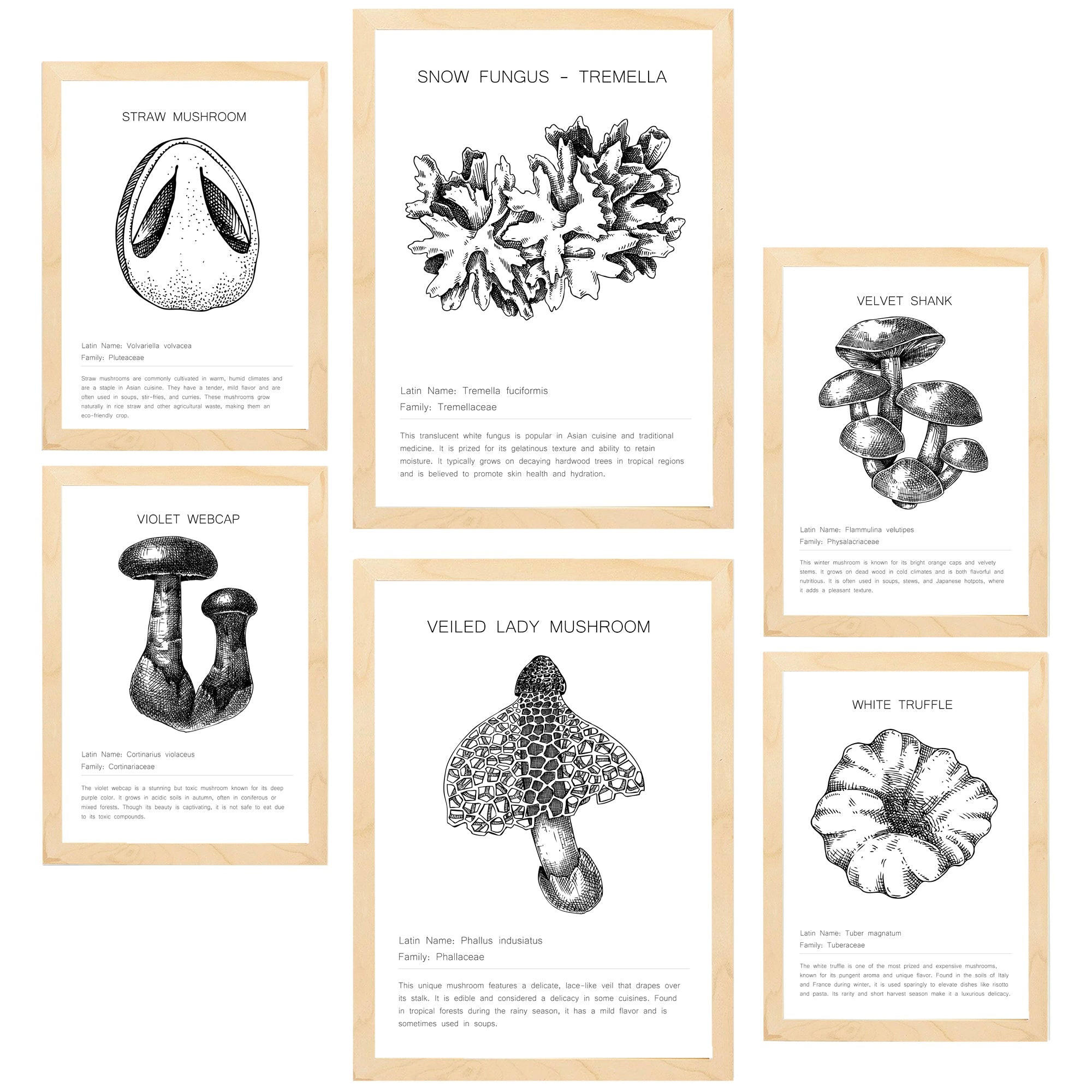POSTER Set Mit 6 Pilzkomposition Arten & Details A3 & A4 Rahmen Aus Hellem Holz - Beige, Papier (29/3cm) - Nacnic