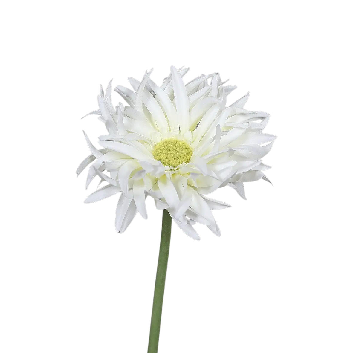 KUNSTPFLANZE Künstliche Gerbera gefranzt - Eva 57 cm - Creme, Kunststoff (57cm) - aplanta