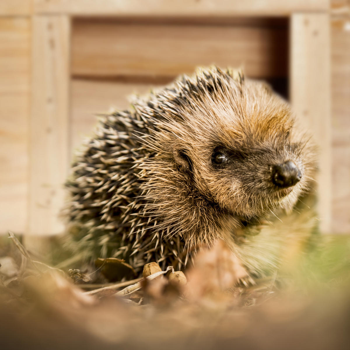 IGELHAUS - Hellbraun, Holz (32/22.5/27cm) - Relaxdays