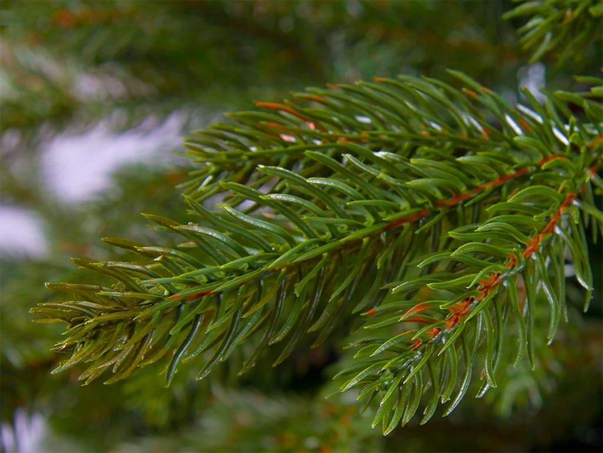 LAALU WEIHNACHTSBAUM geschmückt künstlich mit 74 Ornamenten BASIC GOLD 500 cm Baum mit Ständer und Weihnachtsornamenten - Goldfarben/Grün, Kunststoff (500cm) - LAALU