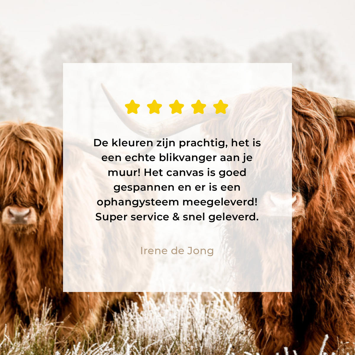 LEINWANDBILD Durchblick - Schottische Highlander - Tiere Wohnzimmer Groß 120x80 cm - Hellbraun, Textil (120/80cm) - MuchoWow