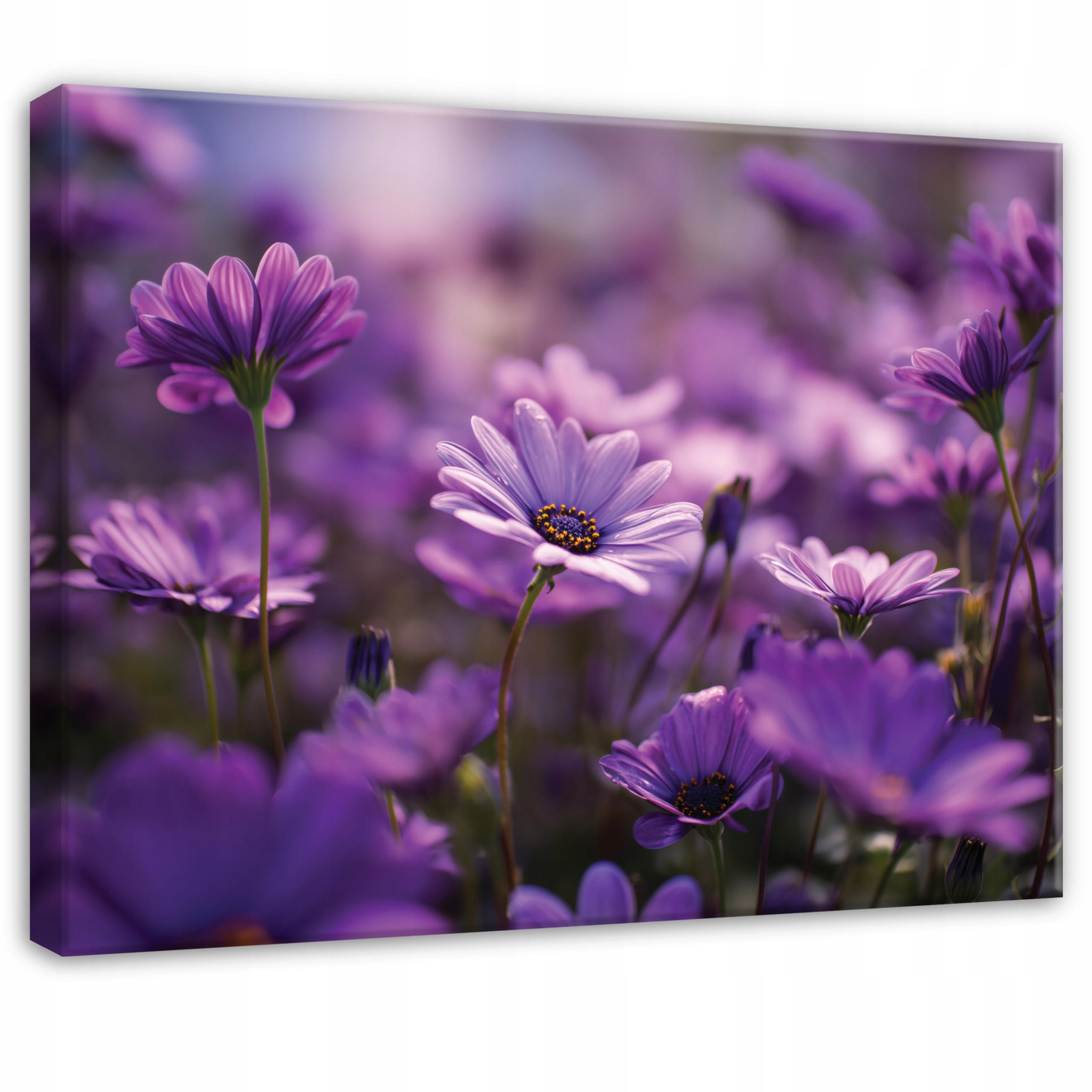 LEINWANDBILD Blumen Wiese Lila 100x70 cm - Multicolor, Holzwerkstoff (100/70cm) - Wallarena