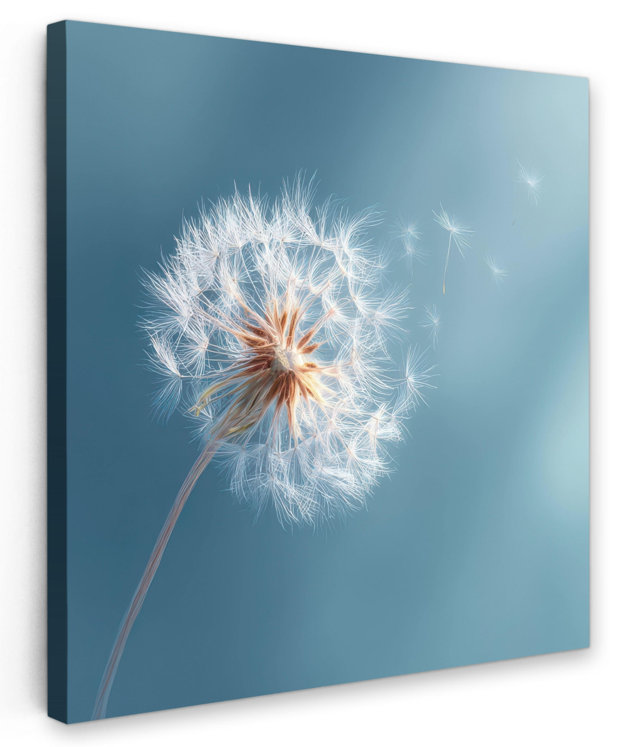 LEINWANDBILD Löwenzahn - Wind - Blau Deko Wohnzimmer 20x20 cm - Blaugrau, Textil (20/20cm) - MuchoWow