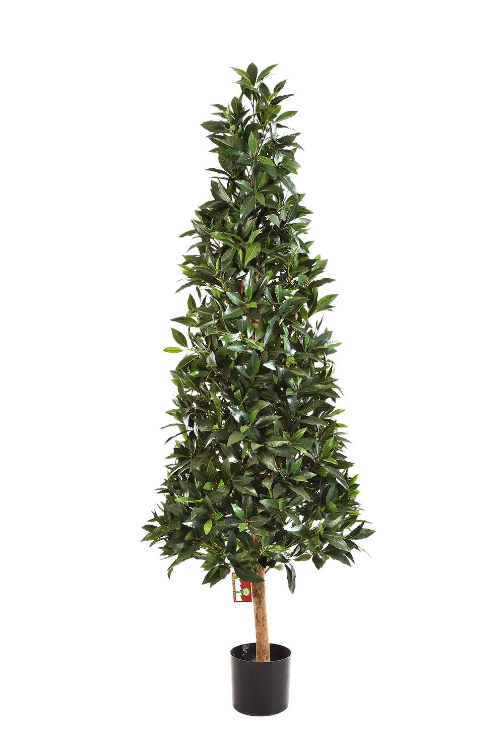 LORBEER Künstliche Lorbeer - Teresa 170 cm - Grün, Kunststoff (170cm) - aplanta