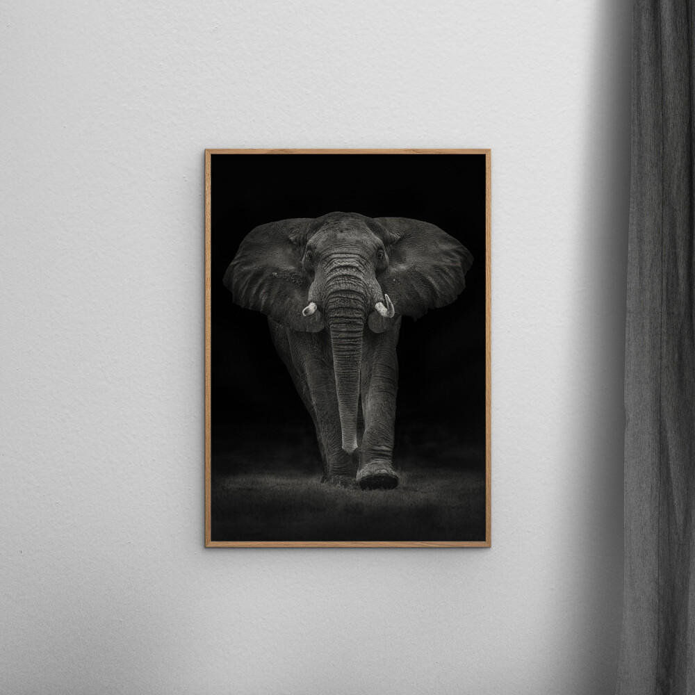 POSTER mit Rahmen Mario Moreno - Ngorongoro Bull - Dunkelgrau/Eichefarben, Holz/Papier (70/100cm) - Poster&Frame