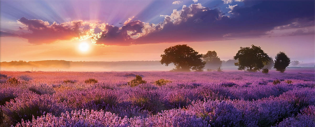 GLASBILD 125x50 cm Landschaft lila - Gelb, Glas (125/50cm) - artissimo