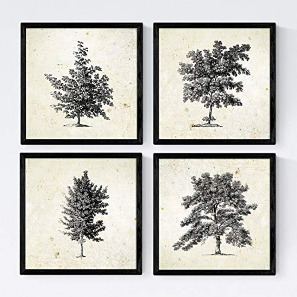 POSTER Set mit 4 Blättern der Bäume ohne Blüten Jahrgang Hintergrund 20x20cm Rahmenlos - Klar, Papier (20/3cm) - Nacnic