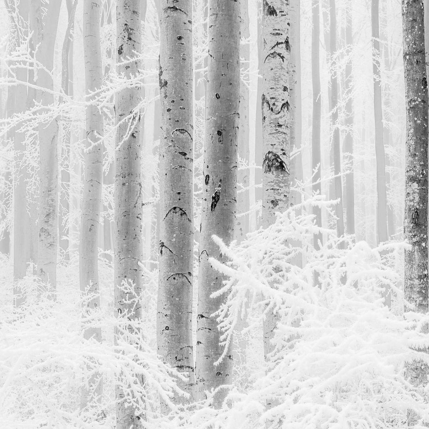 FOTOTAPETE Wald 400 x 280 cm - Grau, Papier (400/280cm) - Sanders & Sanders