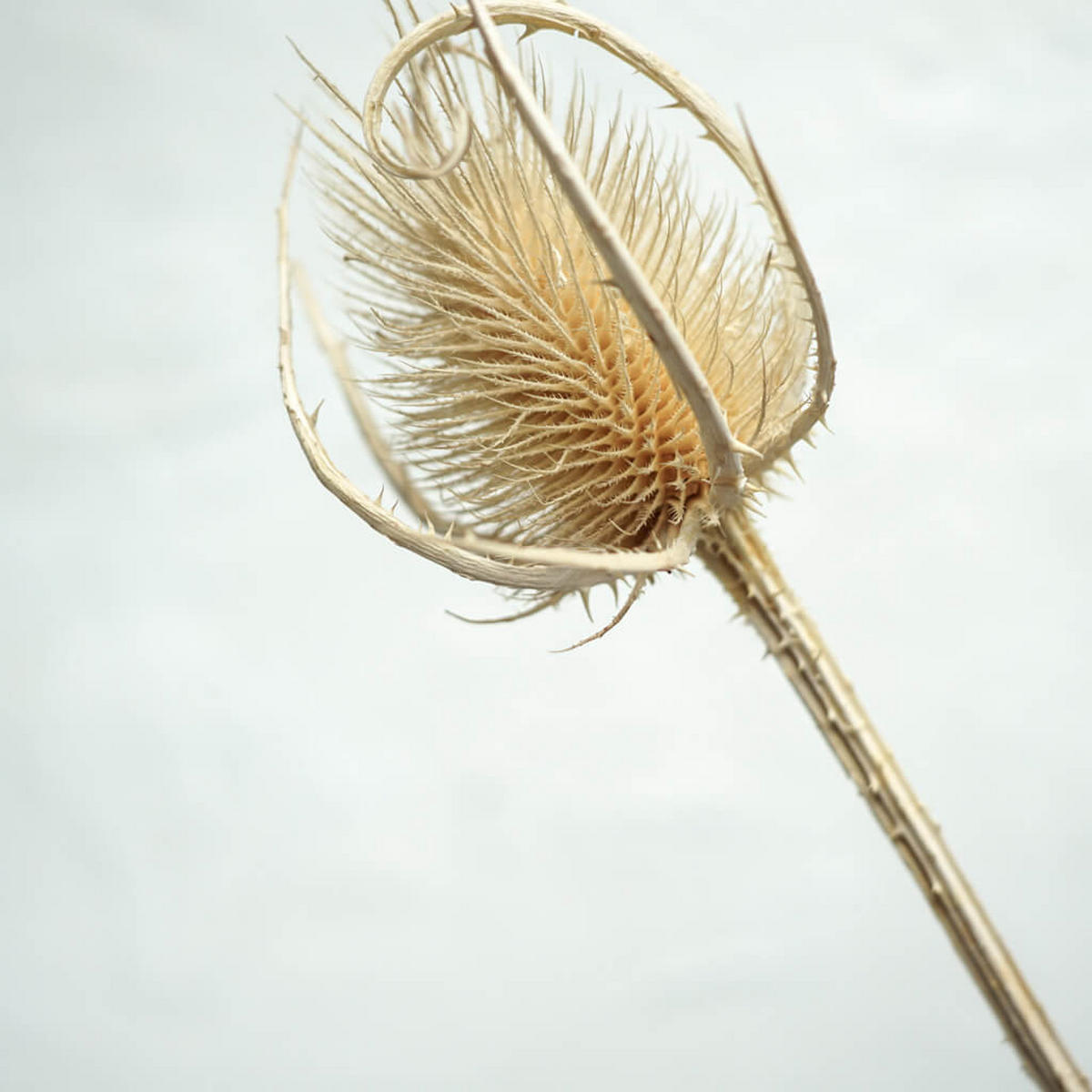 GETROCKNETE Distel - Cardi - weiß - Weiß, Naturmaterialien (60cm) - Lykke & You