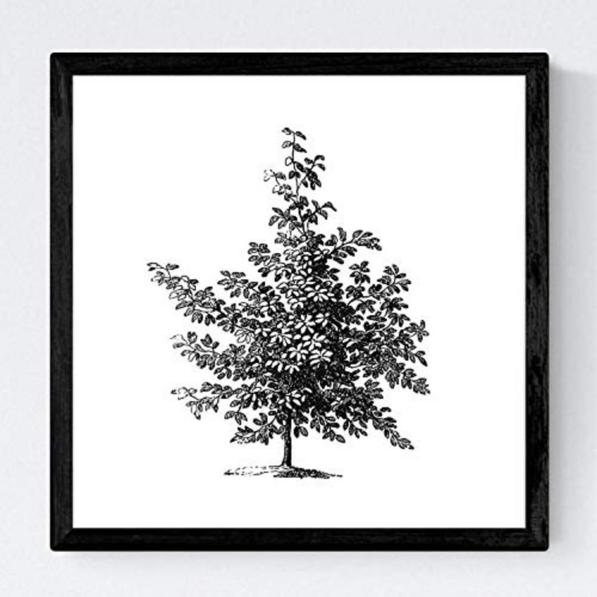 POSTER Set mit 4 Blättern der Bäume ohne Blüten weiß 20x20cm Rahmenlos - Klar, Papier (20/3cm) - Nacnic