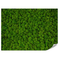 FOTOTAPETE für Jugendzimmer Dekorativer Grüner Moos Modern 200x140 - Grün, Papier (200/140cm) - Muralo