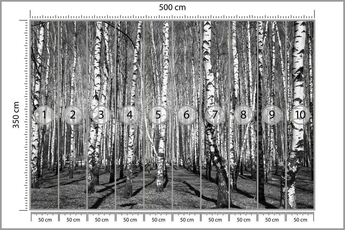 FOTOTAPETA Pre Obývaciu Izbu Brezový Les Čierno-Biela Minimalistická 500 x 350 cm - čierna/sivá, papier (500/350cm) - Muralo