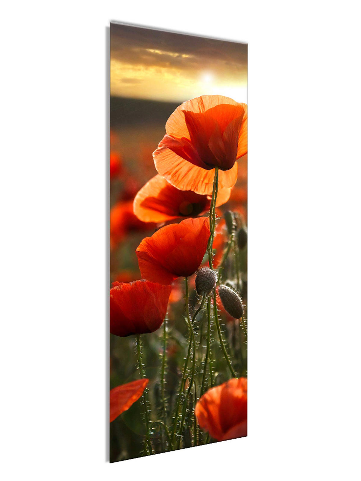 GLASBILD 30x80 cm Blumen rot - Rot, Glas (30/80cm) - artissimo