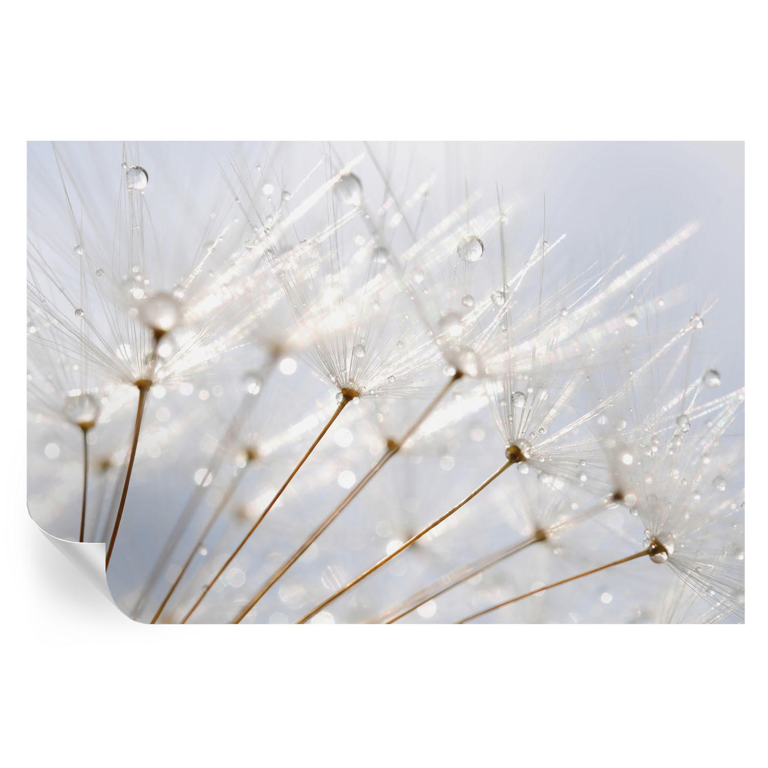 FOTOTAPETE 104x70 cm - Rosafarbener Löwenzahn - Weiß, Textil (104/70cm) - Wallfluent