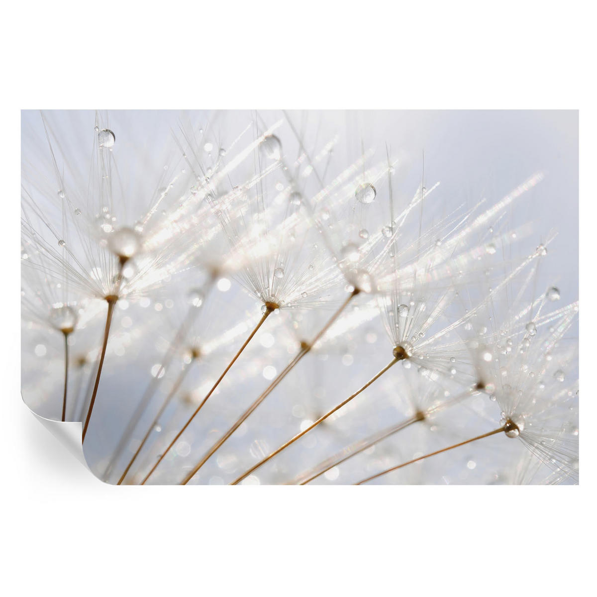 FOTOTAPETE 104x70 cm - Rosafarbener Löwenzahn - Weiß, Textil (104/70cm) - Wallfluent