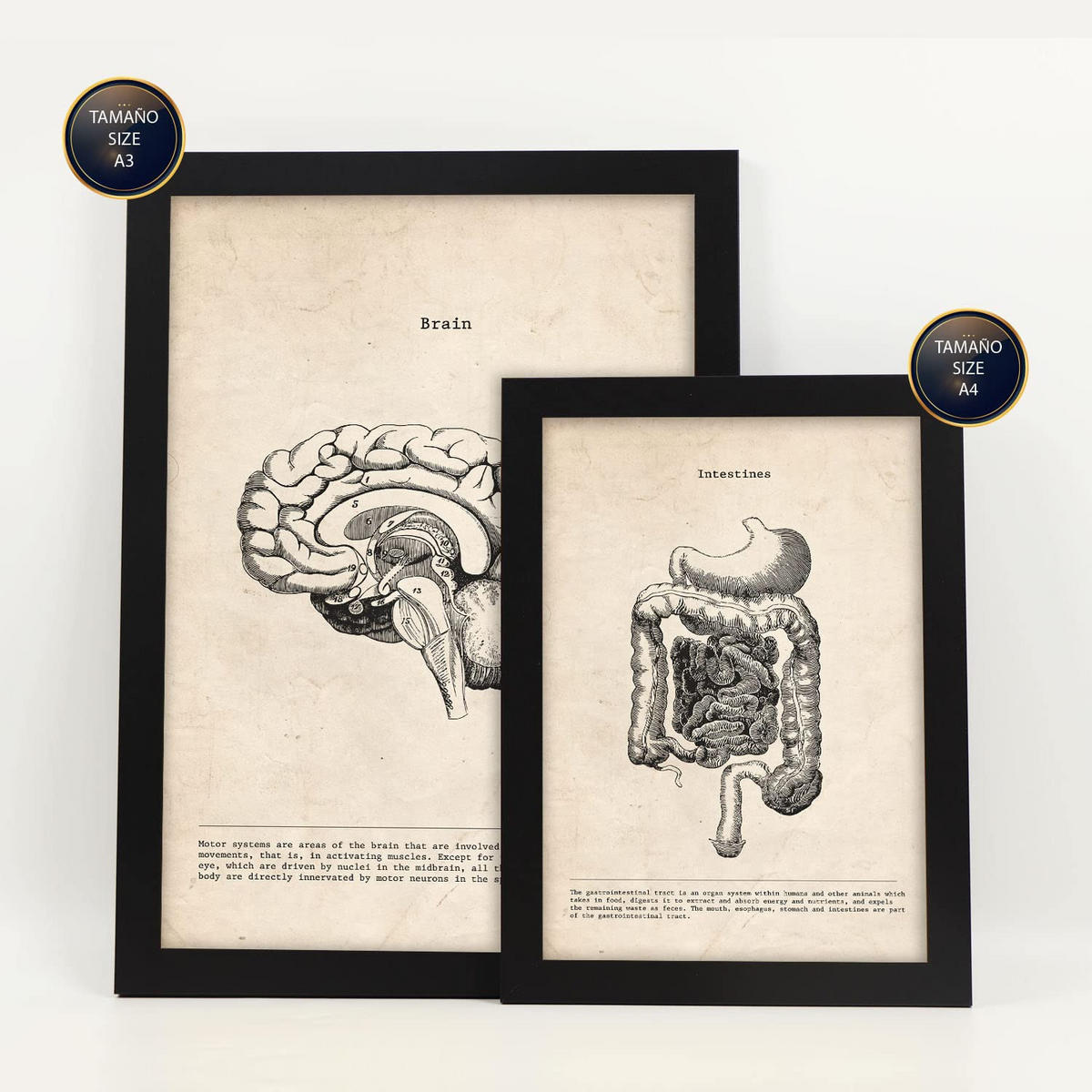 POSTER Set Mit 6 Organanatomie Größe A3 & A4 Schwarzer Rahmen - Schwarz, Papier (29.7/1cm) - Nacnic