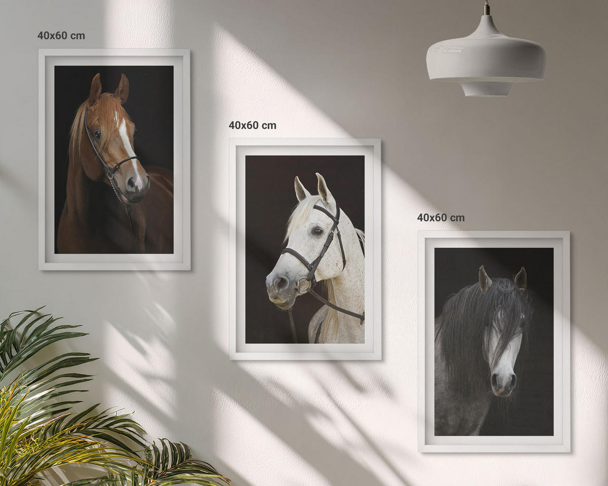 BILDER SET 3er Set - 40x60 cm Weißer Rahmen - Porträts von Pferden in verschiedenen Fellfarben - Weiß, Kunststoff (40/60cm) - TULUP