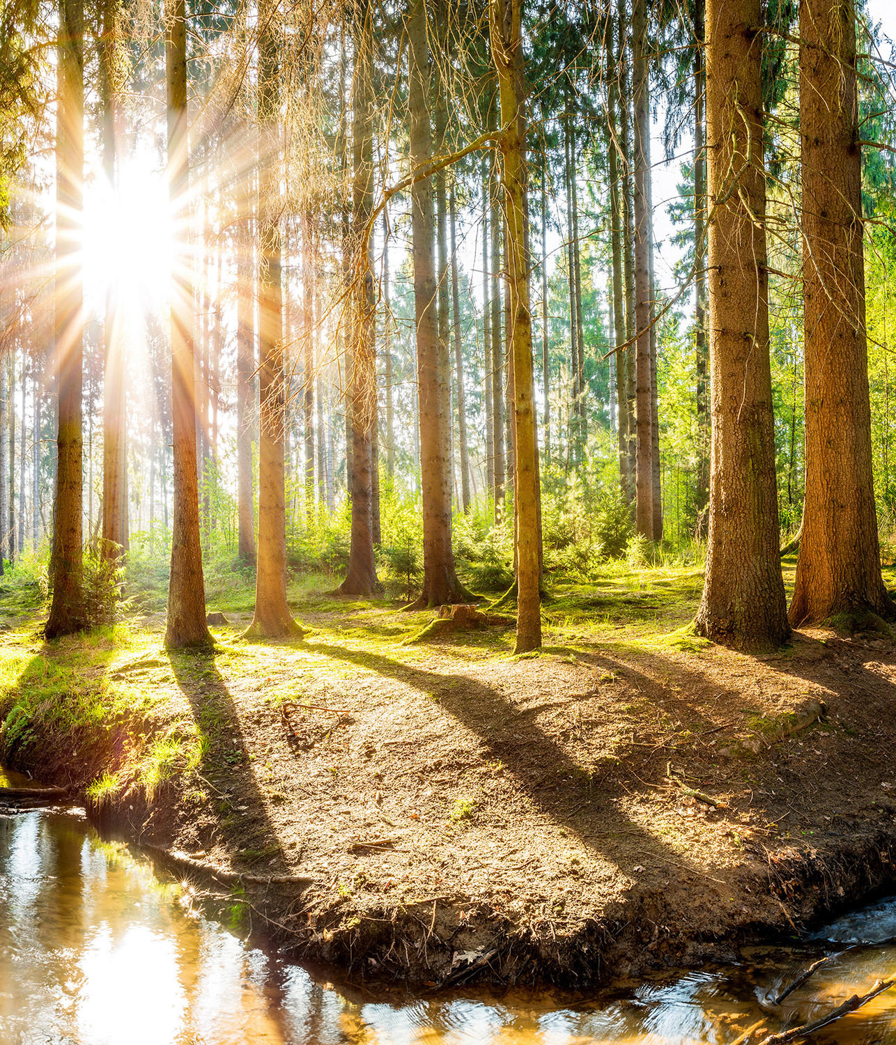 VERDUNKELUNGSROLLO 120x140 cm Sonne im Wald - Braun, Textil (120/140cm) - TULUP