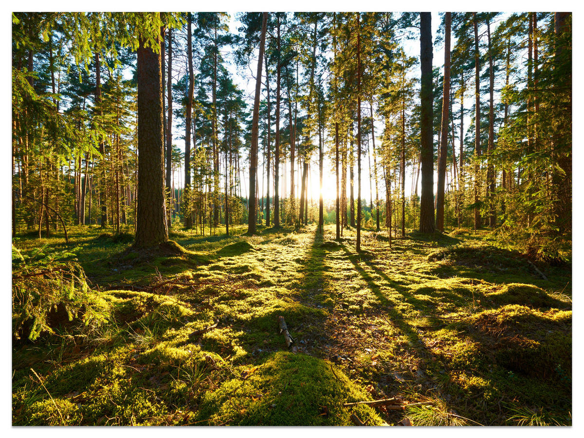 FOTOTAPETE für Küche Sonnenaufgang WALD Moss Bäume Sonnenstrahl 500x350 - Gelb/Braun, Papier (500/350cm) - Muralo