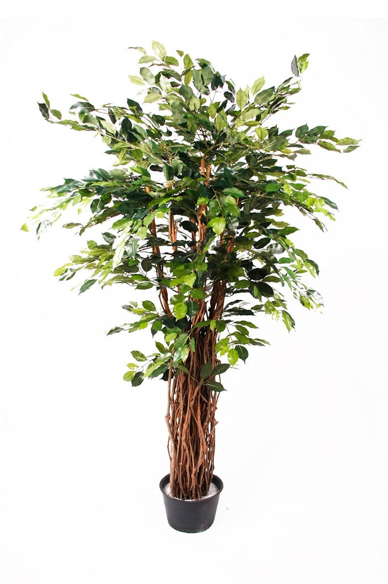 KÜNSTLICHER Ficus - Lissi 175 cm - Grün, Kunststoff (175cm) - Emerald