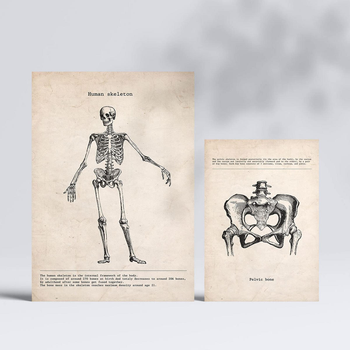POSTER Set Mit 6 Skelett Medizinische Illustrationen Im Vintage Stil Von Anatomie A3 & A4 Rahmenlos - Klar, Papier (29/3cm) - Nacnic