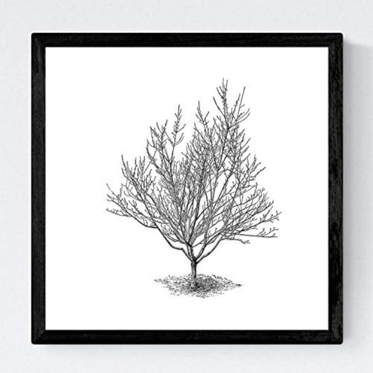 POSTER Set mit 4 Blättern der Caduda Bäume und immergrüne weiß 30x30 cm Rahmenlos - Klar, Papier (30/3cm) - Nacnic