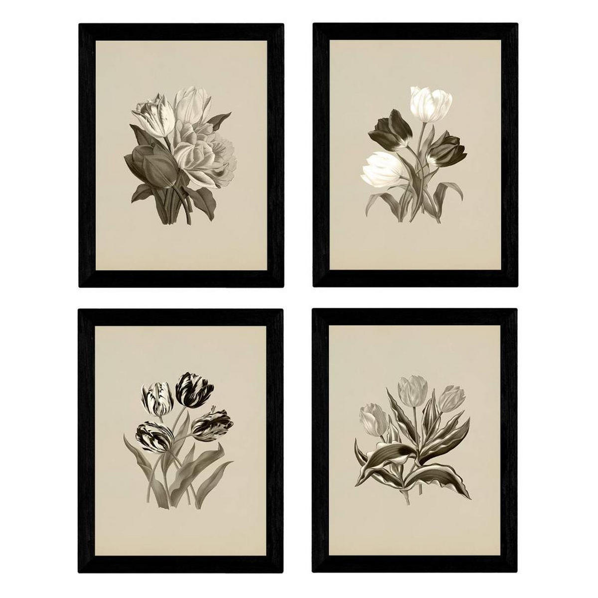 POSTER Set mit 4 Botanische Jahrgang Hintergrund Tulpen A3 Rahmenlos - Klar, Papier (29.7/3cm) - Nacnic