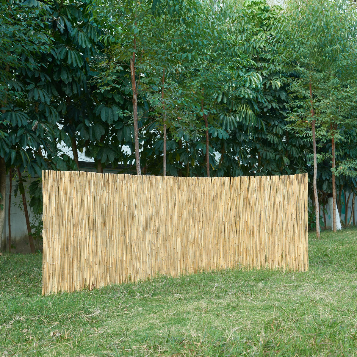 SCHILFZAUN Abbateggio - Naturfarben, Naturmaterialien (90/0.6cm) - casa.pro