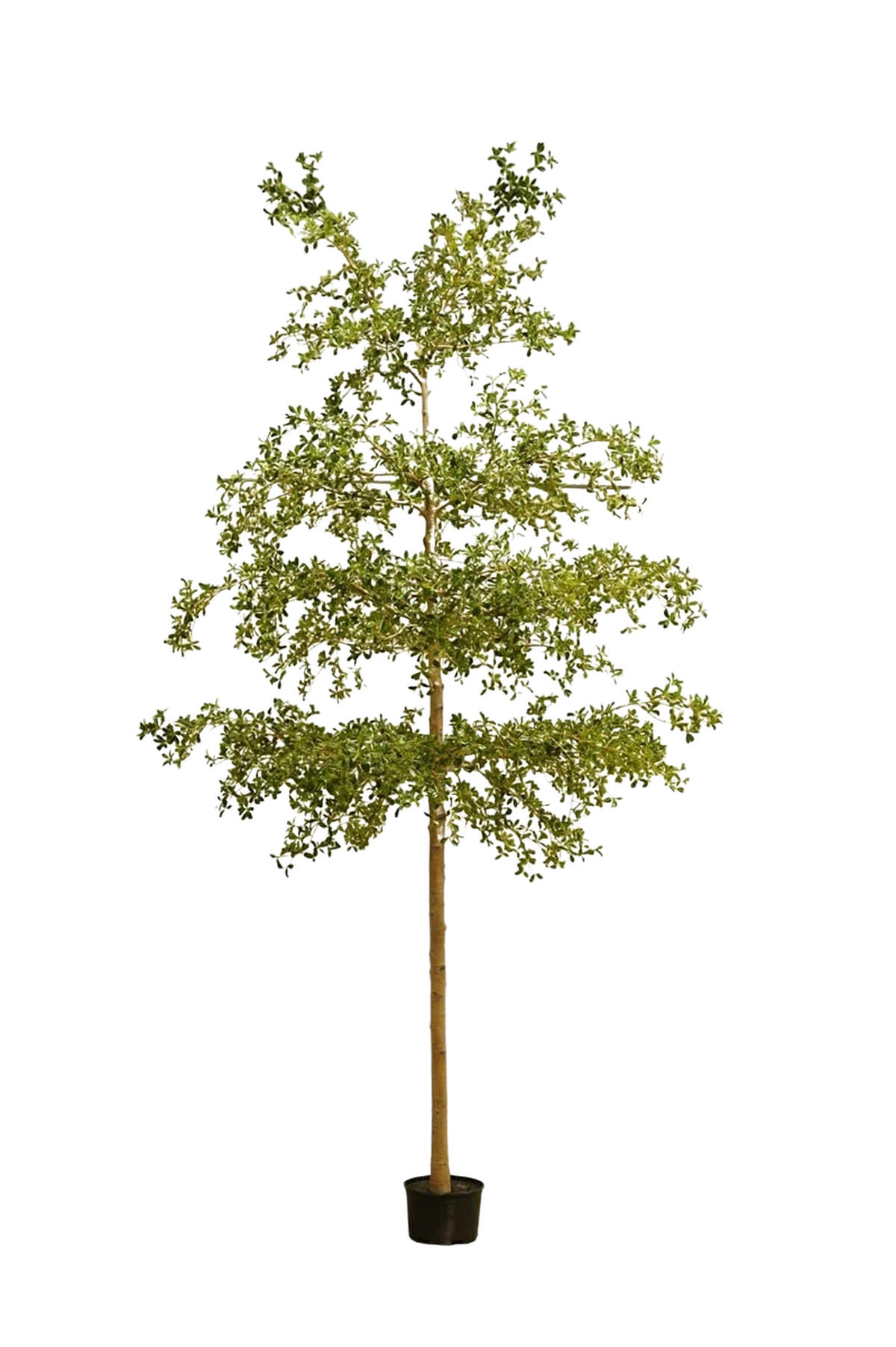 KUNSTBAUM Künstlicher schwarzer Olivenbaum - Finja 390 cm - Grün, Kunststoff (390cm) - Emerald
