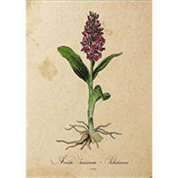 POSTER Orchidee. A4 Rahmenlos - Klar, Papier (29.7/5/21cm) - Nacnic