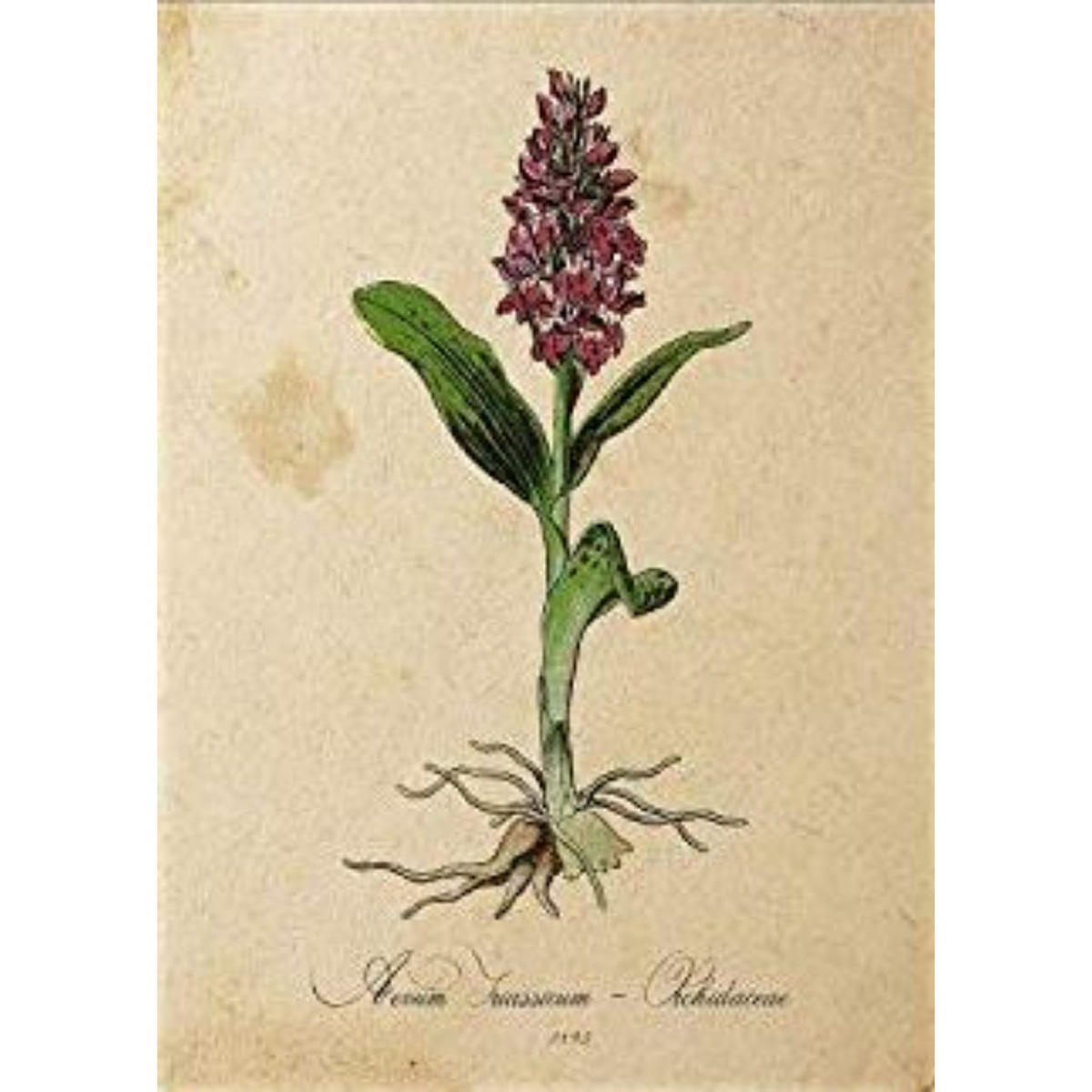 POSTER Orchidee. A4 Rahmenlos - Klar, Papier (29.7/5/21cm) - Nacnic