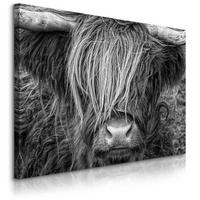 LEINWANDBILD Schottischen Kuh Hochlandrind Natur 3D 30/20 cm - Schwarz/Weiß, Textil (30/20cm) - Muralo