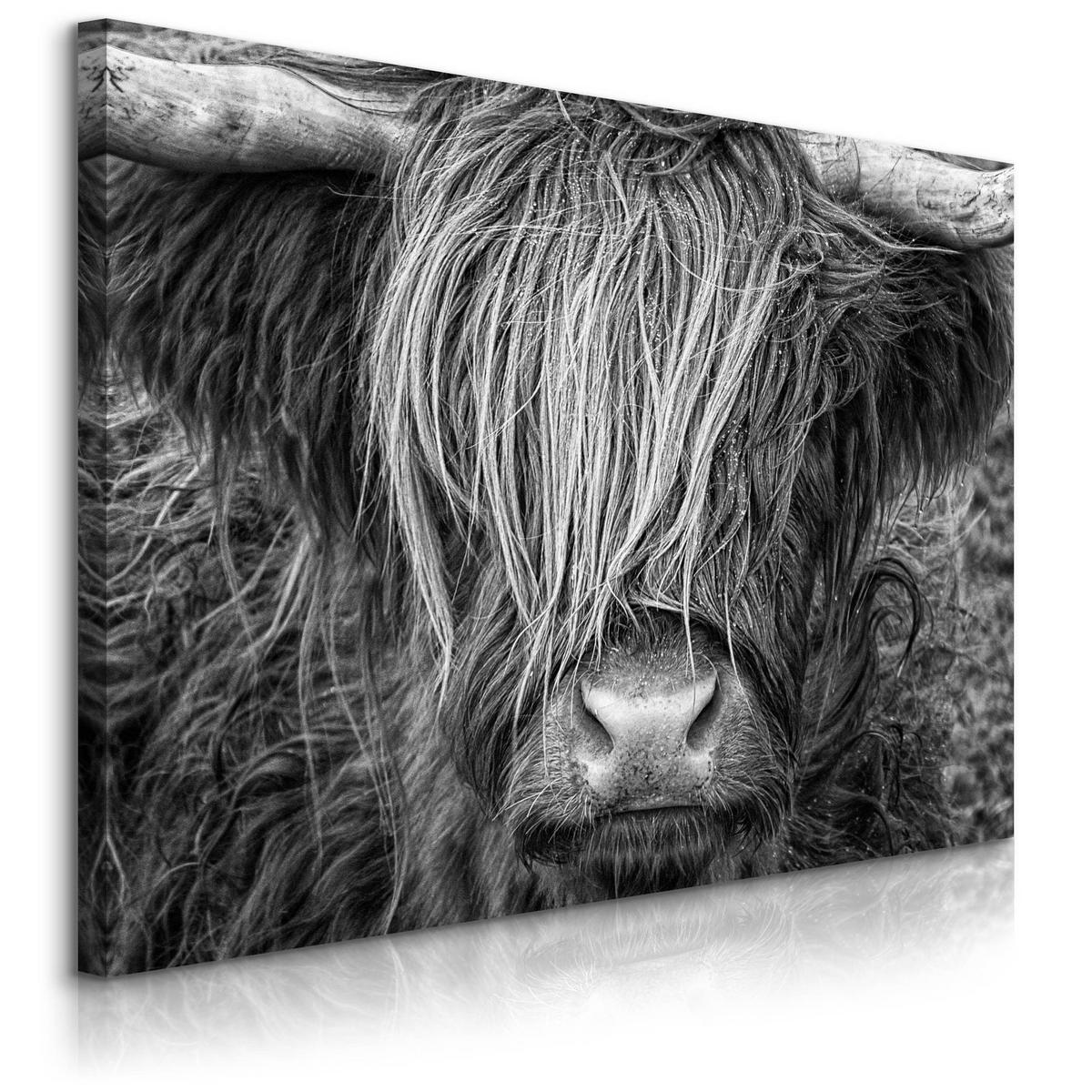 LEINWANDBILD Schottischen Kuh Hochlandrind Natur 3D 30/20 cm - Schwarz/Weiß, Textil (30/20cm) - Muralo