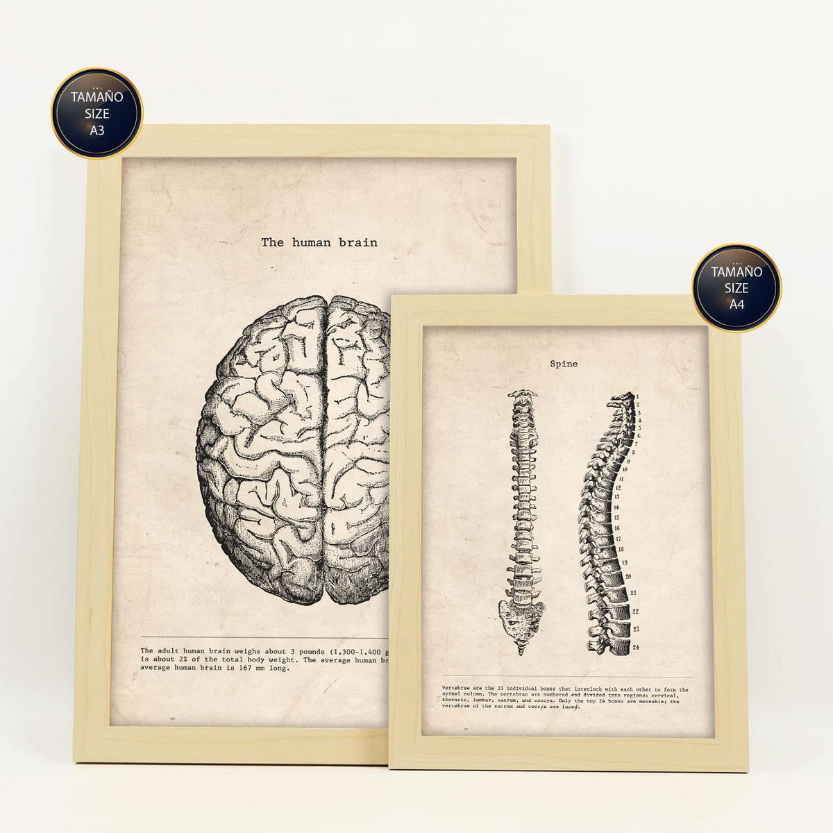 POSTER Set Mit 6 Anatomie Gehirn, Muskeln, Knochen Größe A3 & A4 Rahmen aus hellem Holz - Beige, Papier (29.7/1cm) - Nacnic