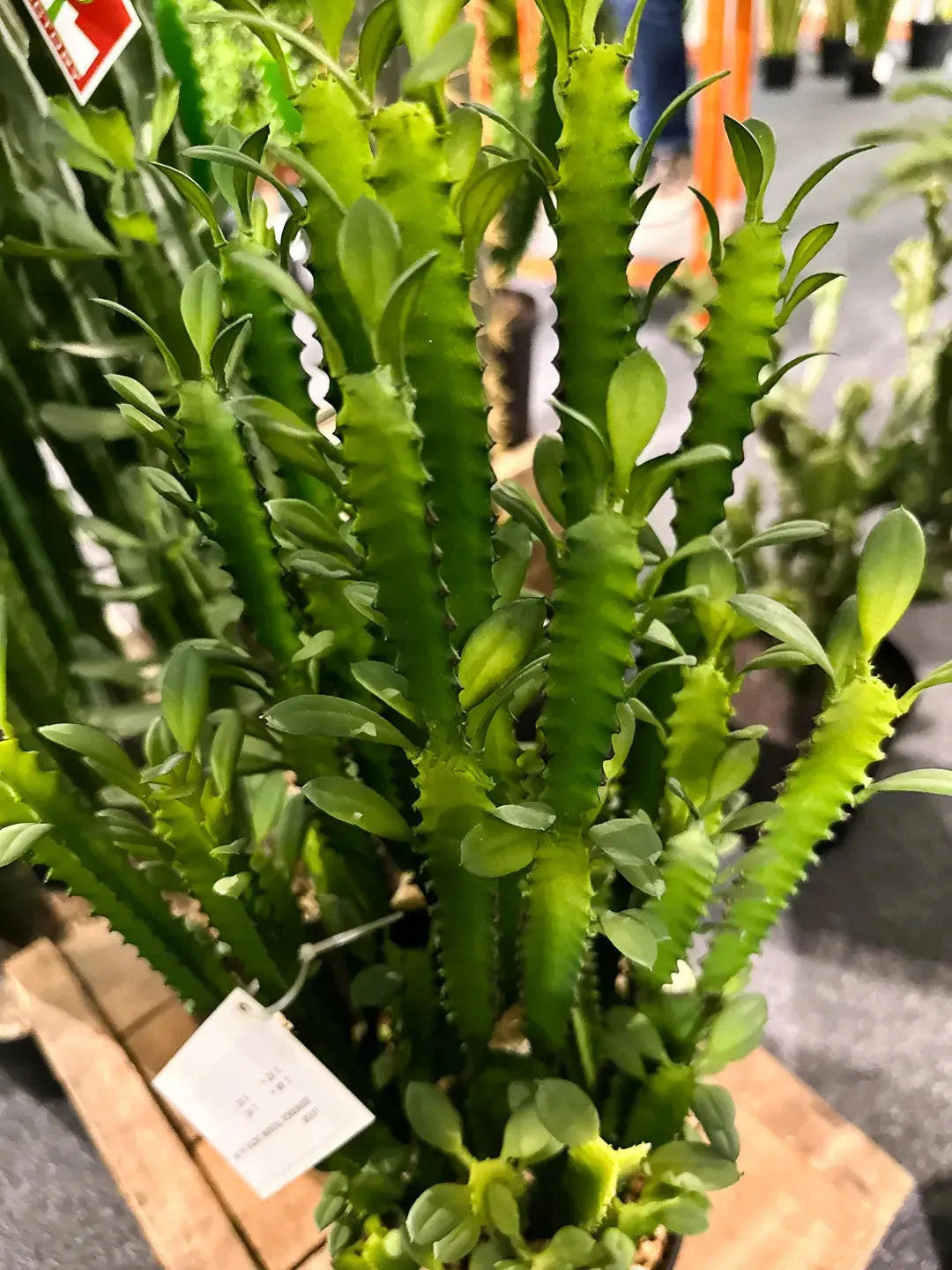 KAKTEEN Künstlicher Kaktus - Hermine 64 cm - Grün, Kunststoff (64cm) - aplanta