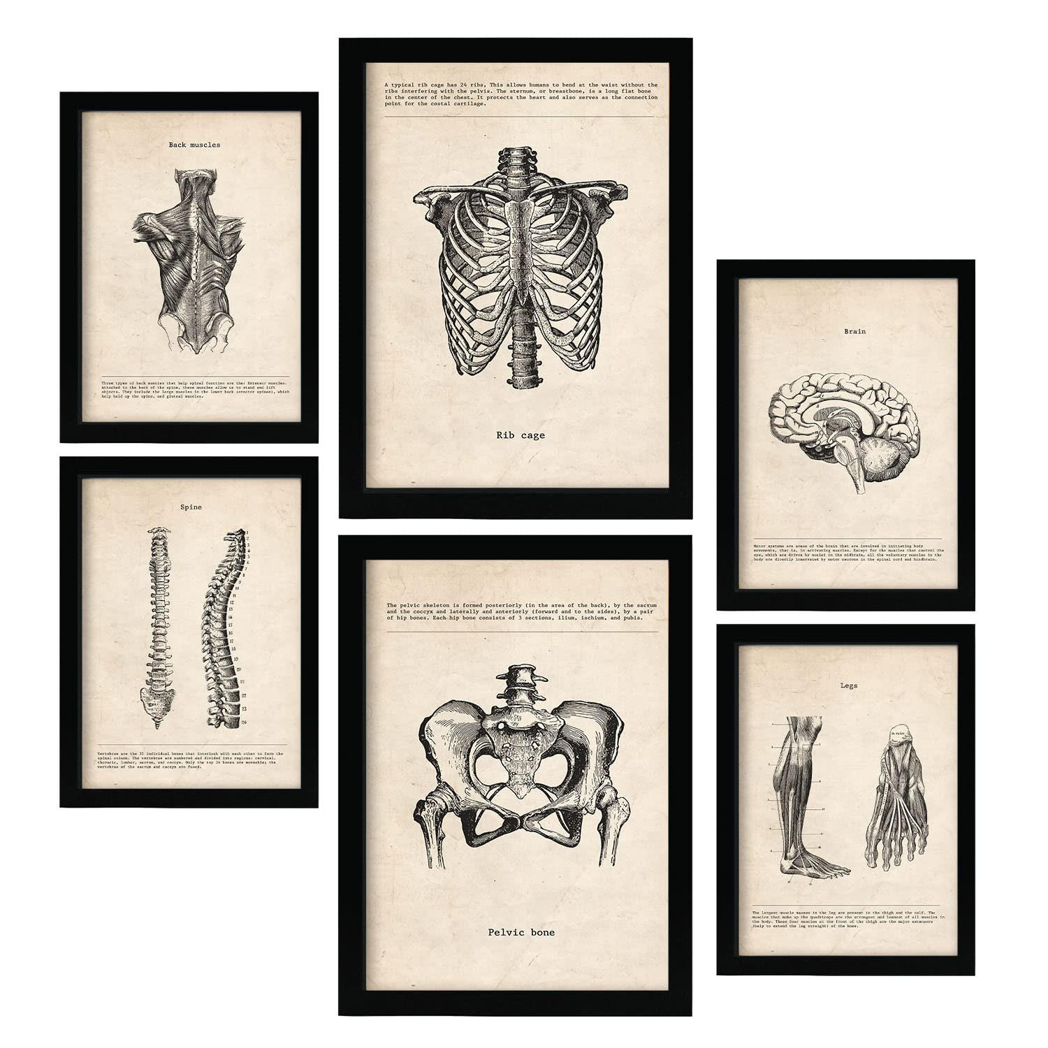 POSTER Set Mit 6 Von Kopf Bis Fuß Medizinische Illustrationen Im Vintage Stil Von Anatomie A3 & A4 Rahmenlos - Klar, Papier (29/3cm) - Nacnic